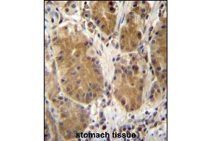 PCDHB5 Antibody (Center) (ABIN657154 and ABIN2846288) immunohistochemistry analysis in formalin fixed and paraffin embedded human stomach tissue followed by peroxidase conjugation of the secondary antibody and DAB staining. (PCDHb5 anticorps  (AA 278-307))