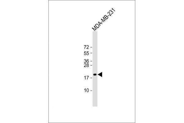 TSHB anticorps  (AA 58-86)