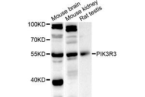 Western blot analysis of extracts of various cell lines, using PIK3R3 antibody (ABIN5975675) at 1/1000 dilution. (PIK3R3 anticorps)