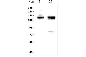Western blot analysis of ANPEP using anti-ANPEP antibody (ABIN7600087). (CD13 anticorps  (AA 148-966))