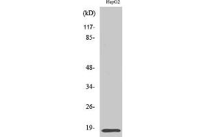 Western Blot analysis of various cells using Id4 Polyclonal Antibody diluted at 1:500.
