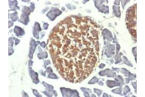 IHC testing of FFPE mouse pancreas with NSE antibody (clone ENO2/1462).