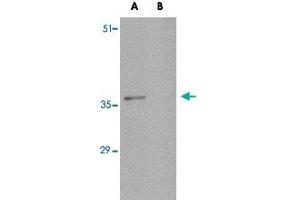 Western blot analysis of C16orf53 in EL4 cell lysate with C16orf53 polyclonal antibody  at 1 ug/mL . (PAGR1 anticorps  (C-Term))