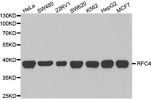 Western blot analysis of extracts of various cell lines, using RFC4 antibody (ABIN5973195) at 1/1000 dilution. (RFC4 anticorps)