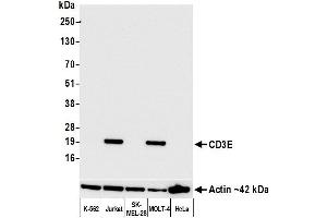 Western Blotting (WB) image for anti-CD3 epsilon (CD3E) (AA 139-189) antibody (ABIN7454000) (Recombinant CD3 epsilon anticorps  (AA 139-189))