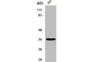 Western Blot analysis of 293 cells using GRTP1 Polyclonal Antibody (GRTP1 anticorps  (Internal Region))