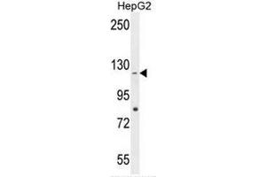 CCDC15 Antibody (C-term) western blot analysis in HepG2 cell line lysates (35µg/lane). (CCDC15 anticorps  (C-Term))