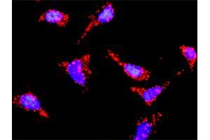 Proximity Ligation Analysis of protein-protein interactions between PIK3R1 and HRAS.