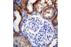 Immunohistochemistry analysis in formalin fixed and paraffin embedded human kidney tissue reacted with LINGO4 Antibody (C-term) followed by peroxidase conjugation of the secondary antibody and DAB staining. (LINGO4 anticorps  (C-Term))