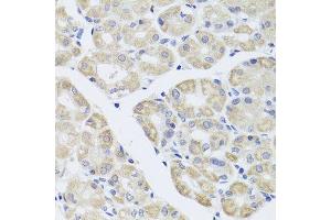 Immunohistochemistry of paraffin-embedded human stomach using DISC1 antibody. (DISC1 anticorps  (AA 1-200))