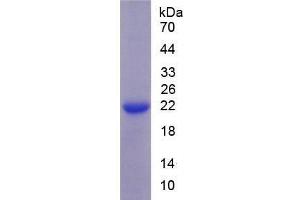 SDS-PAGE of Protein Standard from the Kit (Highly purified E.