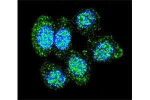 Confocal immunofluorescent analysis of ACP1 antibody with human HeLa cells followed by Alexa Fluor 488-conjugated goat anti-rabbit lgG (green).