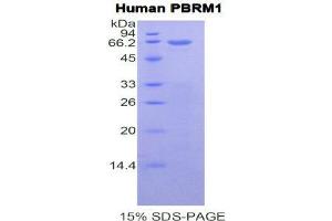 SDS-PAGE (SDS) image for Polybromo 1 (PBRM1) (AA 1-306) protein (His tag,GST tag) (ABIN1171147)