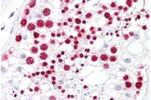 Anti-NPM1 antibody IHC staining of human testis. (NPM1 anticorps  (AA 201-250))