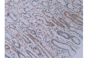IHC-P analysis of Human Stomach Tissue, with DAB staining. (PEBP1 anticorps  (AA 2-187))