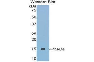Western Blotting (WB) image for anti-Secreted LY6/PLAUR Domain Containing 1 (SLURP1) (AA 1-103) antibody (ABIN1860585) (SLURP1 anticorps  (AA 1-103))