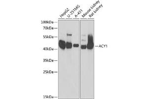 Western blot analysis of extracts of various cell lines, using  antibody (ABIN6127428, ABIN6136509, ABIN6136511 and ABIN6217463) at 1:1000 dilution. (Aminoacylase 1 anticorps  (AA 1-408))