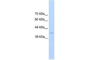 WB Suggested Anti-REN Antibody Titration:  2.