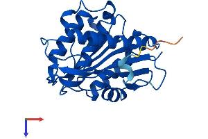 AlphaFold protein structure predicition of Human Recombinant LYPLA2 Protein, UniprotID O95372