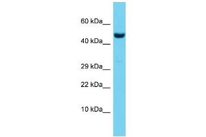 Host:  Rabbit  Target Name:  Rbpj  Sample Type:  Mouse Testis lysates  Antibody Dilution:  1. (RBPJ anticorps  (Middle Region))