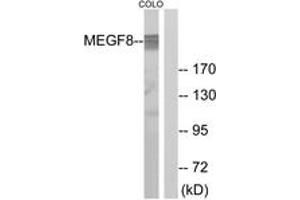 Western Blotting (WB) image for anti-Multiple EGF-Like-Domains 8 (MEGF8) (AA 1243-1292) antibody (ABIN2890423) (MEGF8 anticorps  (AA 1243-1292))