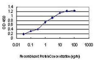 Detection limit for recombinant GST tagged KSR2 is approximately 0. (KSR2 anticorps  (AA 411-500))