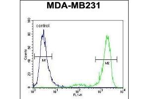 KCNT2 Antibody (C-term) (ABIN654309 and ABIN2844095) flow cytometric analysis of MDA-M cells (right histogram) compared to a negative control cell (left histogram). (KCNT2 anticorps  (C-Term))
