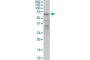 ZNF284 MaxPab polyclonal antibody. (ZNF284 anticorps  (AA 1-593))