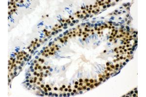 Anti- EWSR1 Picoband antibody, IHC(P) IHC(P): Mouse Testis Tissue