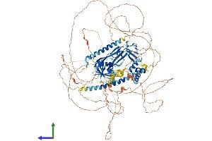 AlphaFold protein structure predicition of Mouse Recombinant Nbr1 Protein, UniprotID P97432