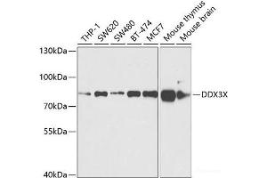Western blot analysis of extracts of various cell lines using DDX3X Polyclonal Antibody at dilution of 1:1000. (DDX3X anticorps)