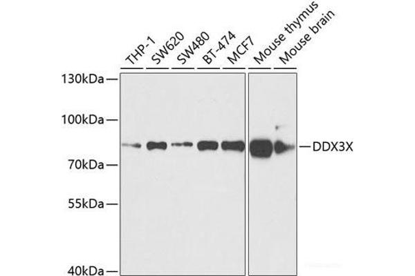 DDX3X 抗体