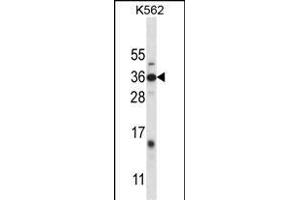 DLX4 Antibody (Center) (ABIN657967 and ABIN2846913) western blot analysis in K562 cell line lysates (35 μg/lane). (DLX4 anticorps  (AA 72-100))