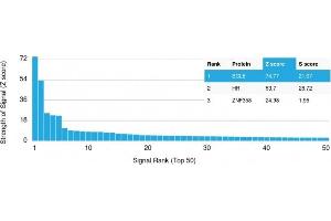 Analysis of Protein Array containing more than 19,000 full-length human proteins using bcl-6 Mouse Monoclonal Antibody (BCL6/1475).