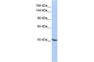 POGZ antibody used at 0. (POGZ anticorps  (Middle Region))