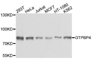 Western blot analysis of extracts of various cell lines, using GTPBP4 antibody. (GTPBP4 anticorps  (AA 385-634))
