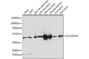 Western blot analysis of extracts of various cell lines, using SLC25 Rabbit pAb  at 1:1000 dilution.