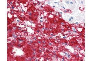 Anti-IFNL1 / IL29 antibody IHC staining of human adrenal. (IL29 anticorps  (AA 54-85))