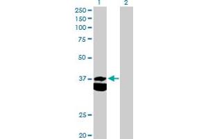 Western Blot analysis of PDHB expression in transfected 293T cell line by PDHB MaxPab polyclonal antibody.