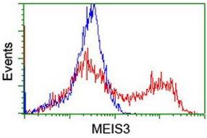 Image no. 7 for anti-Meis Homeobox 3 (MEIS3) (AA 1-261) antibody (ABIN1490670)