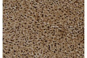 ABIN6279049 at 1/100 staining Mouse liver tissue by IHC-P. (RPL4 anticorps  (Internal Region))