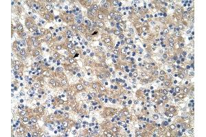 Tetraspanin 32 antibody was used for immunohistochemistry at a concentration of 4-8 ug/ml to stain Hepatocytes (arrows) in Human Liver. (TSPAN32 anticorps  (Middle Region))