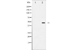 Western blot analysis of FOXP3 expression in A549 cells. (FOXP3 anticorps  (C-Term))