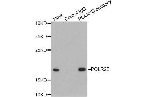 Immunoprecipitation analysis of 200ug extracts of HepG2 cells using 1ug POLR2D antibody. (POLR2D anticorps)
