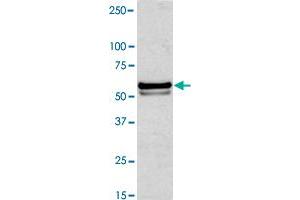 Western blot analysis of Jurkat cell lysate with NAP1L1 polyclonal antibody  at 1:1000 dilution. (NAP1L1 anticorps  (N-Term))