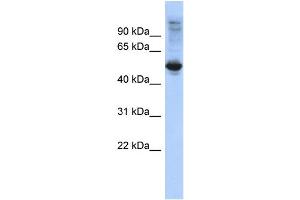 WB Suggested Anti-FBXL16 Antibody Titration: 0. (FBXL16 anticorps  (Middle Region))