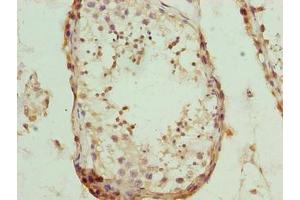 Immunohistochemistry of paraffin-embedded human testis tissue using ABIN7162014 at dilution of 1:100 (NUP43 anticorps  (AA 1-200))