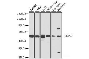 Western blot analysis of extracts of various cell lines using COPS3 Polyclonal Antibody at dilution of 1:1000. (COPS3 anticorps)