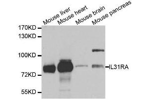 Western blot analysis of extracts of various cell lines, using IL31RA antibody. (IL31RA anticorps  (AA 1-300))