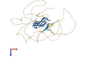 AlphaFold protein structure predicition of Mouse Recombinant Tbx2 Protein, UniprotID Q60707